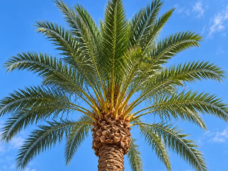 poda de palmeras en Lebrija — palmera vista desde abajo tras la poda de JAVORT