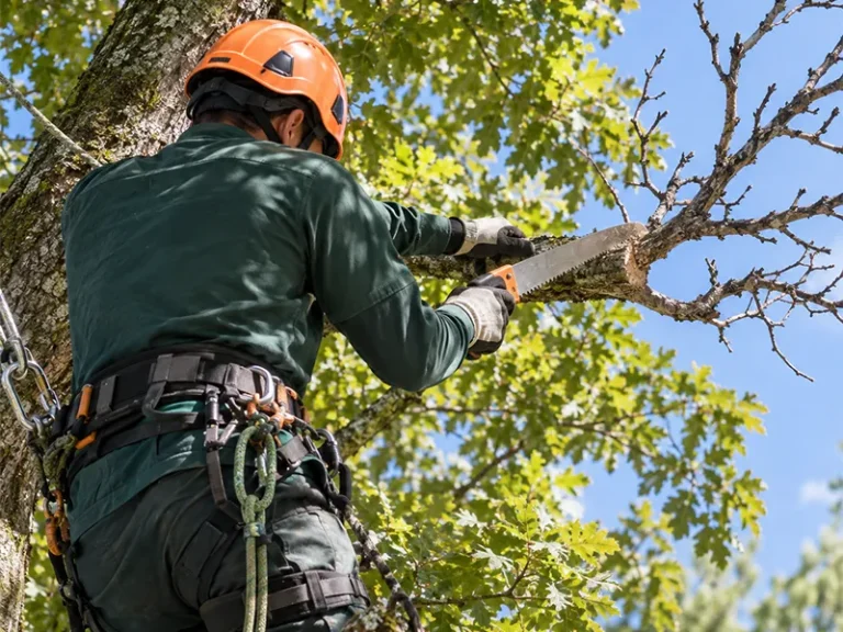 Poda de árboles en Mairena del Aljarafe — trabajo de poda de JAVORT en un jardín