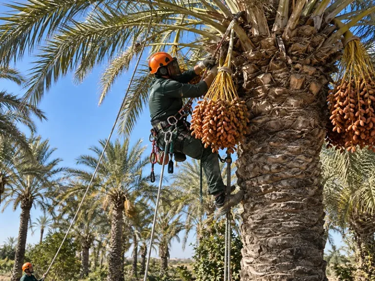Poda de palmeras en Alcalá de Guadaíra — operario limpiando la copa de una palmera en un jardín