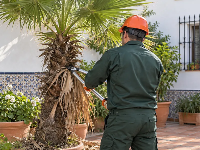 Tala y poda de palmeras en Dos Hermanas, Sevilla