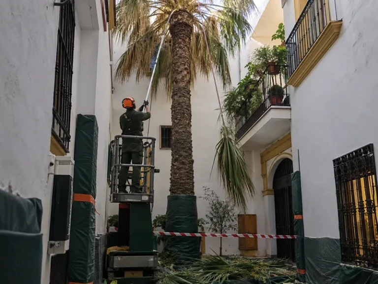 Poda de palmeras en Dos Hermanas — limpieza de la copa de una palmera en una comunidad de vecinos