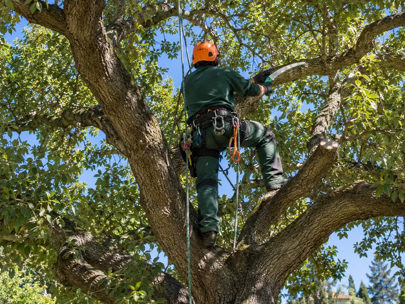 servicio de poda y tala de árboles en Sevilla con la empresa de Javort