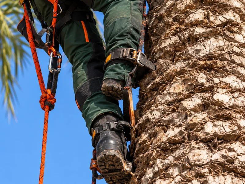 Poda y tala de palmeras en Sevilla llevada a cabo por la empresa Javort con jardineros profesionales