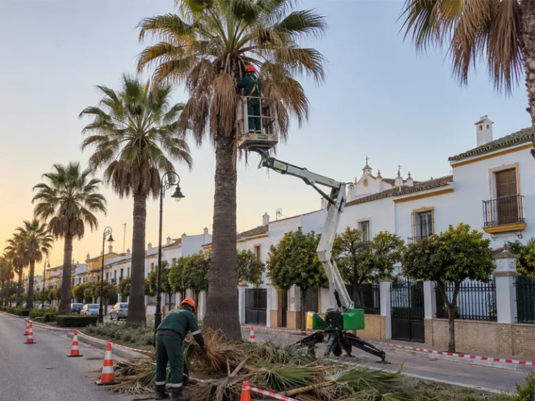 Poda de palmeras en Utrera — palmera durante los trabajos de poda y limpieza de la corona