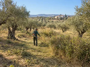 Desbroce de fincas en Sevilla entre olivos